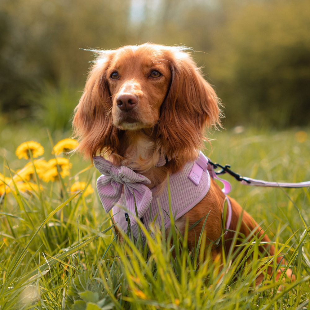 Lilac Cord Adjustable Neck Harness