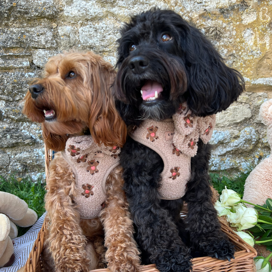Cocopup London Theo Embroidered Teddy Adjustable Neck Harness