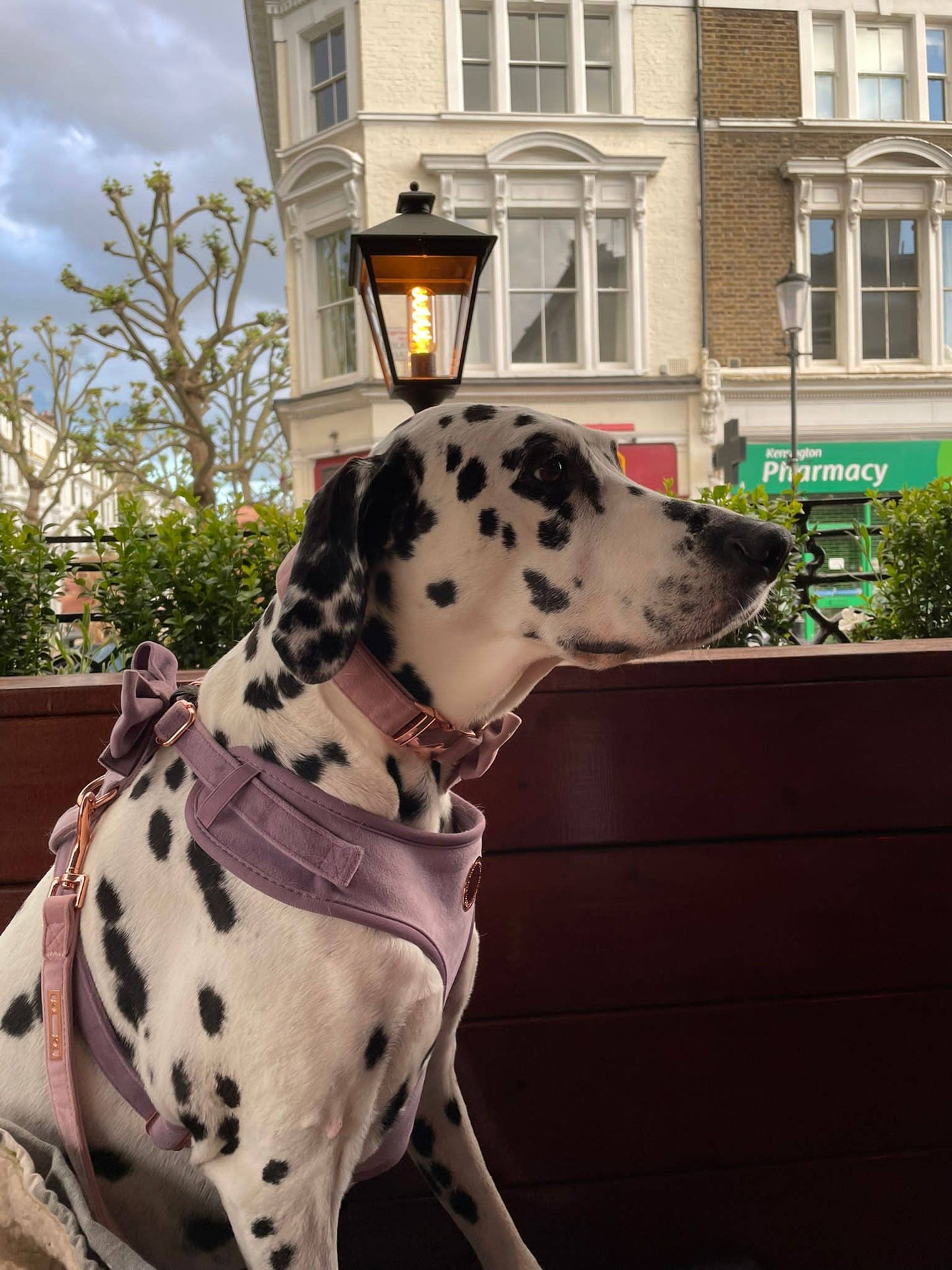 Lilac Velvet Harness