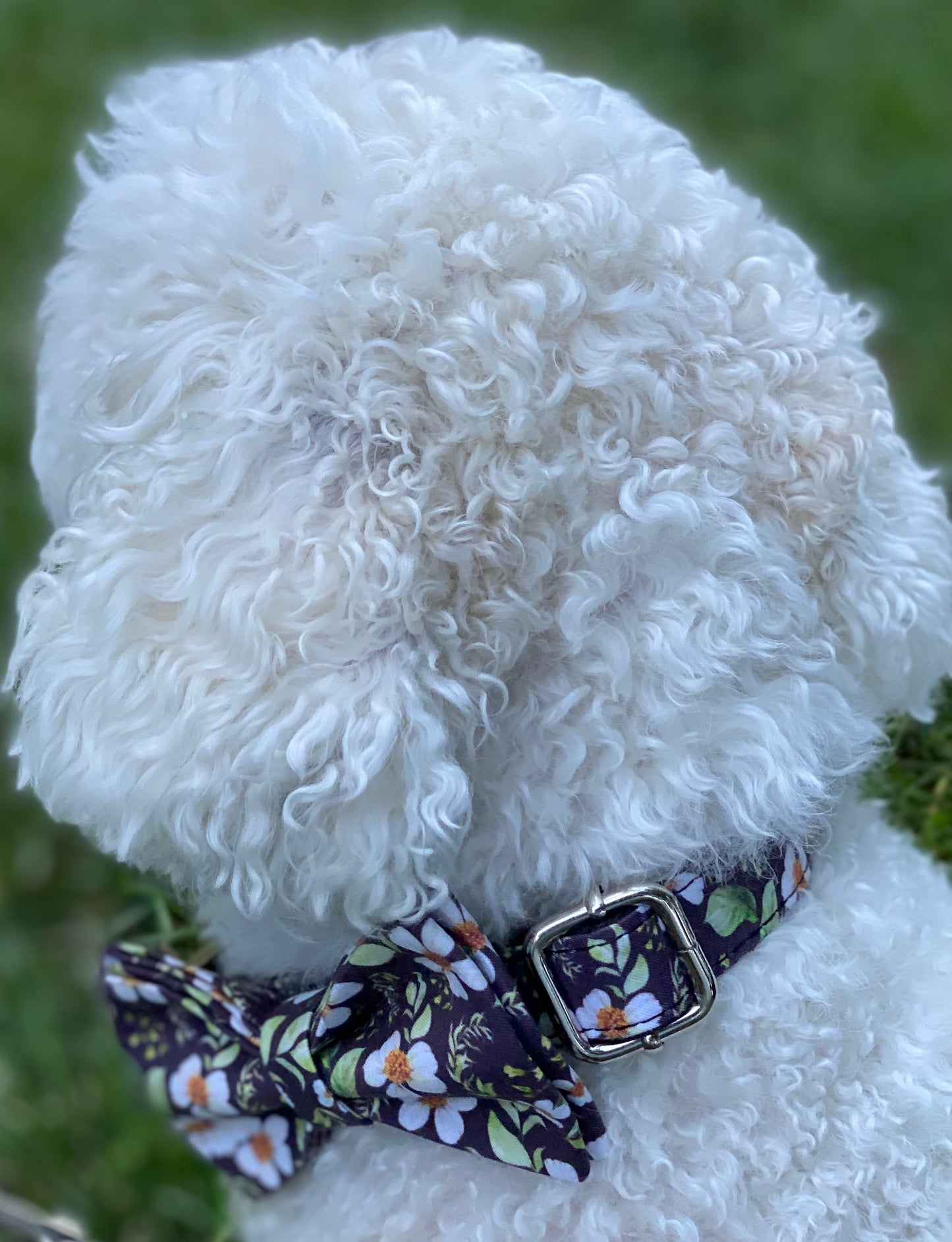 The Walking Dog Set - Chrysanthemum