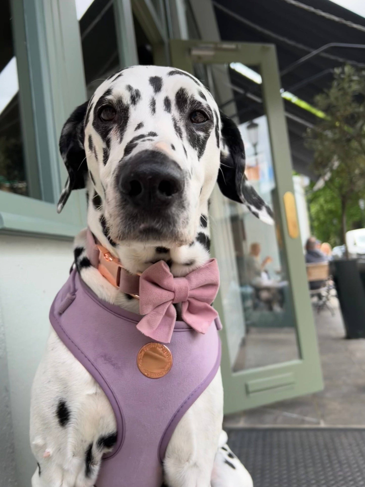 Lilac Velvet Harness