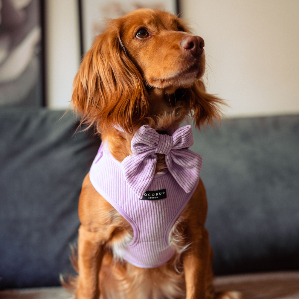 Lilac Cord Adjustable Neck Harness