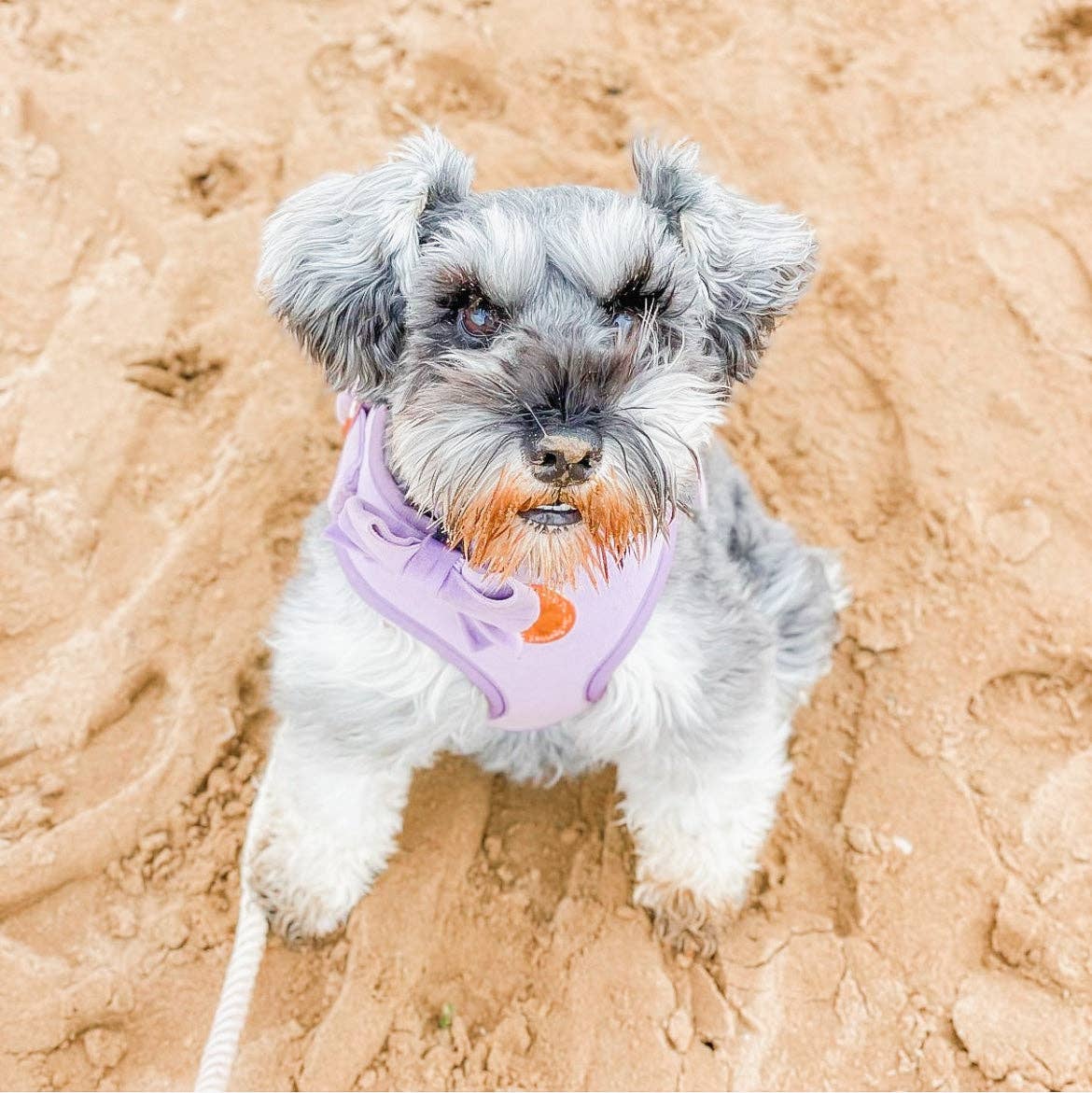 Lilac Velvet Harness