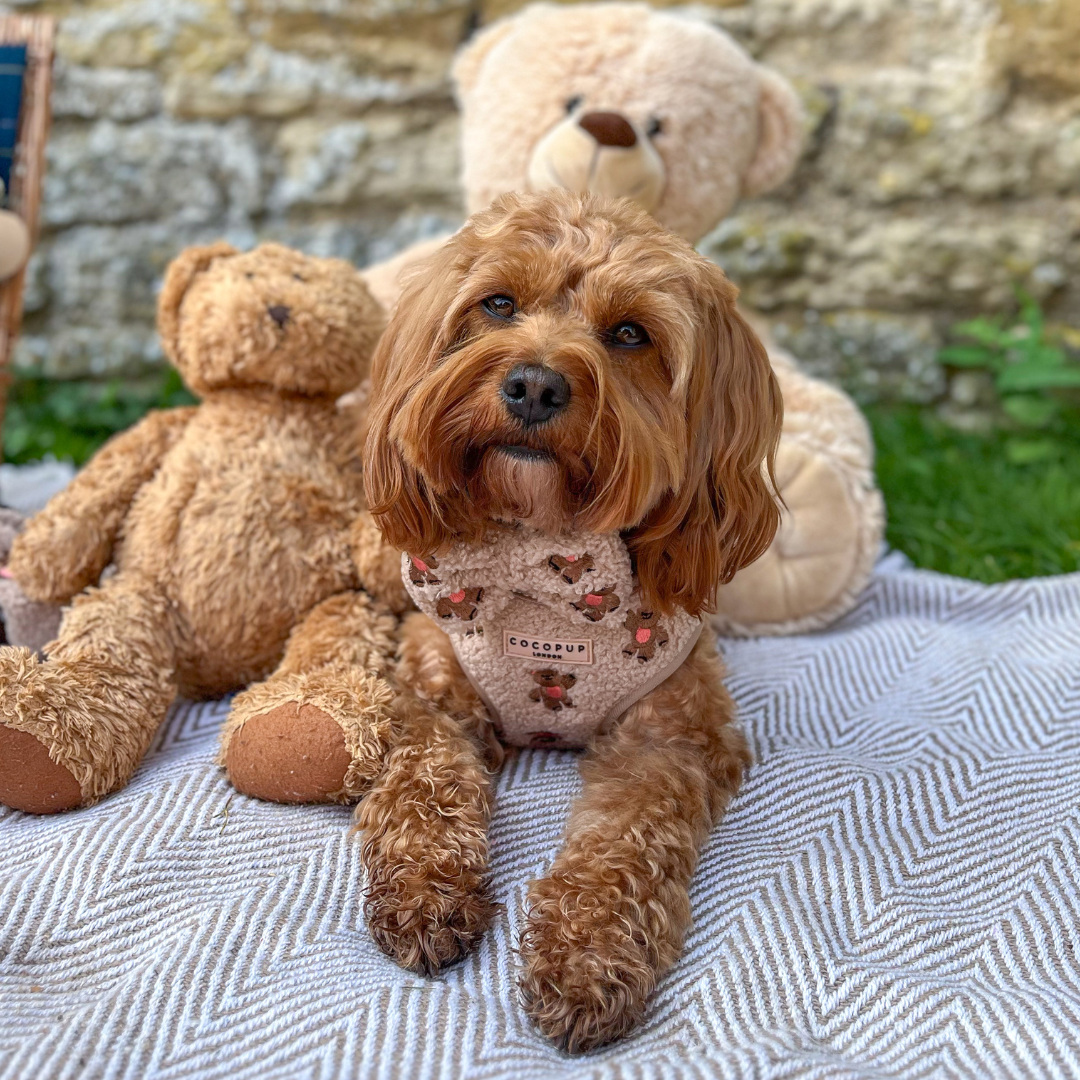 Cocopup London Theo Embroidered Teddy Adjustable Neck Harness