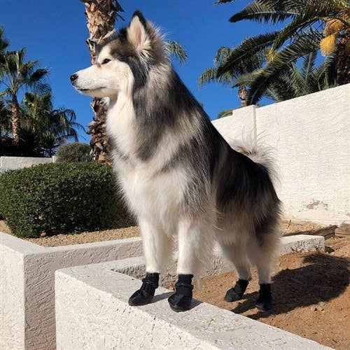 Soft Sole Waterproof Dog Booties