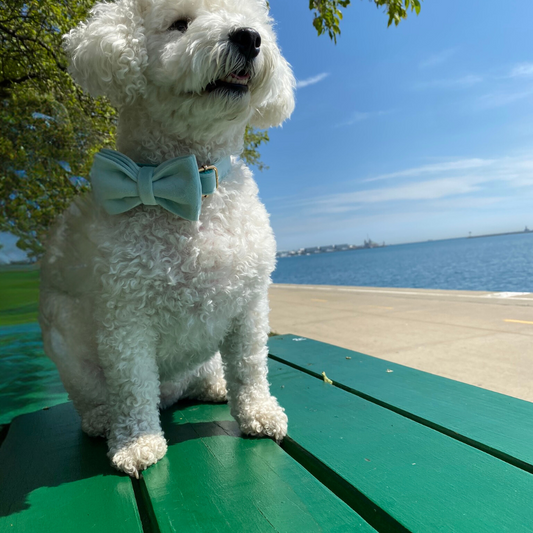 The Powder Blue Bow Tie & Collar Set