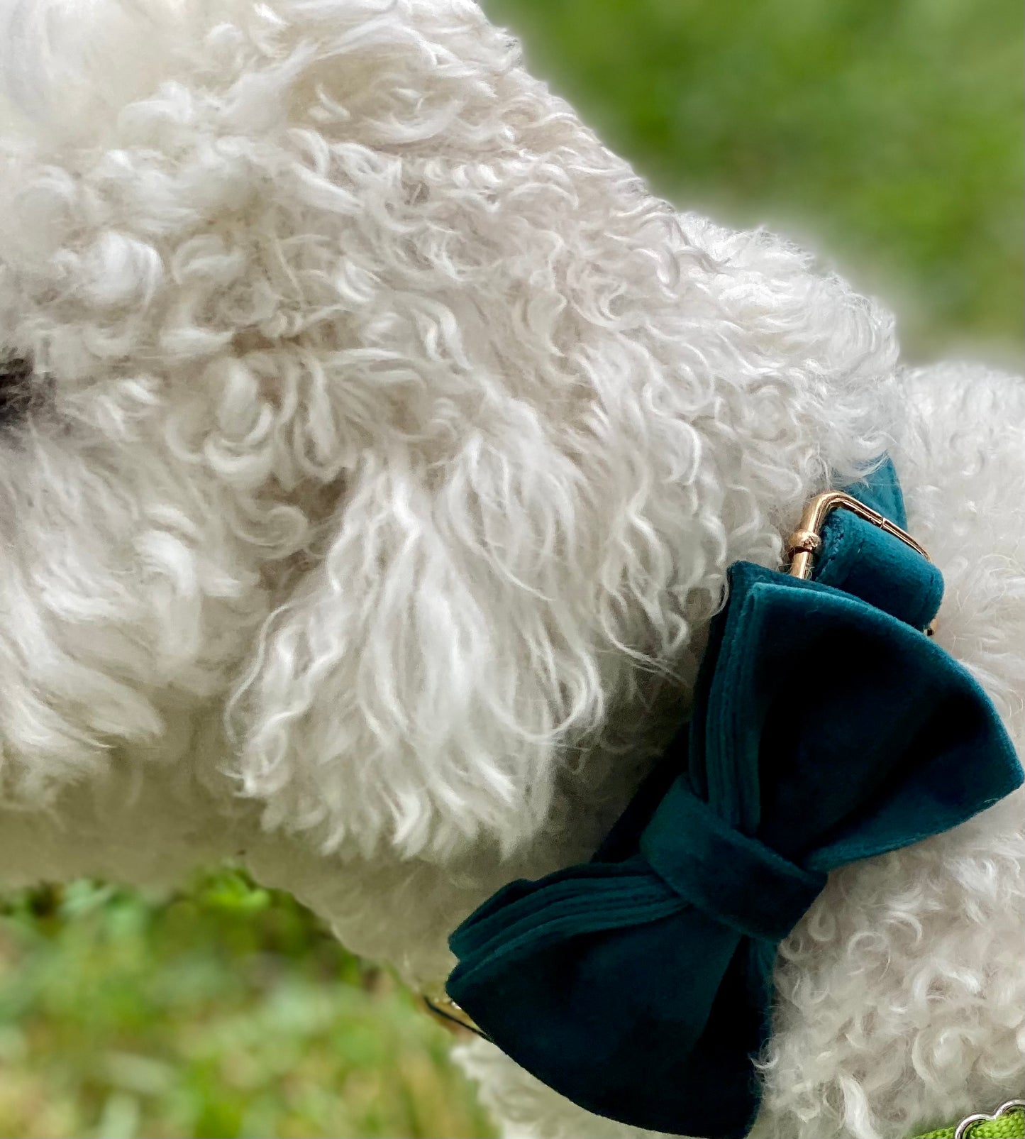 The Green Velvet Bowtie & Collar Set