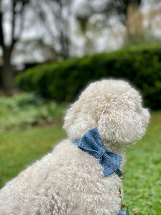 The Blue Suit Bowtie & Collar Set