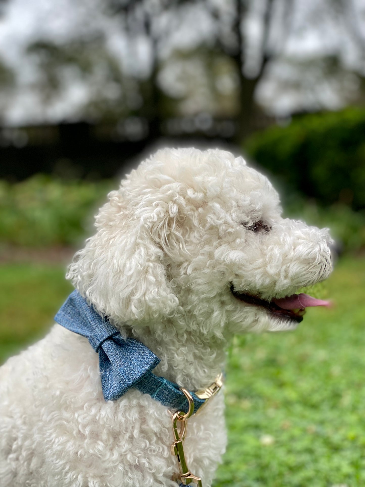 The Blue Suit Bowtie & Collar Set