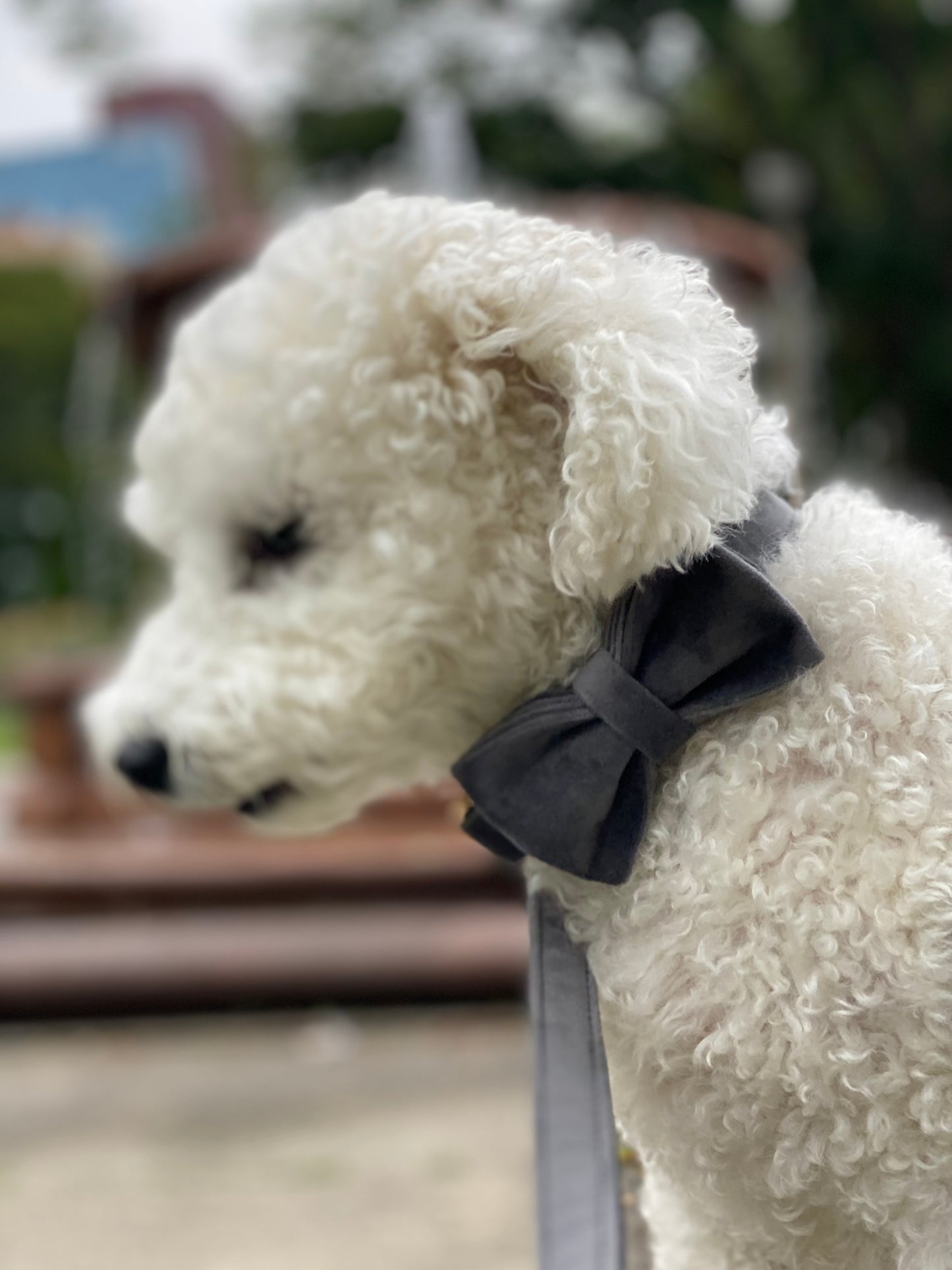 The Gregory Bowtie and Collar Set