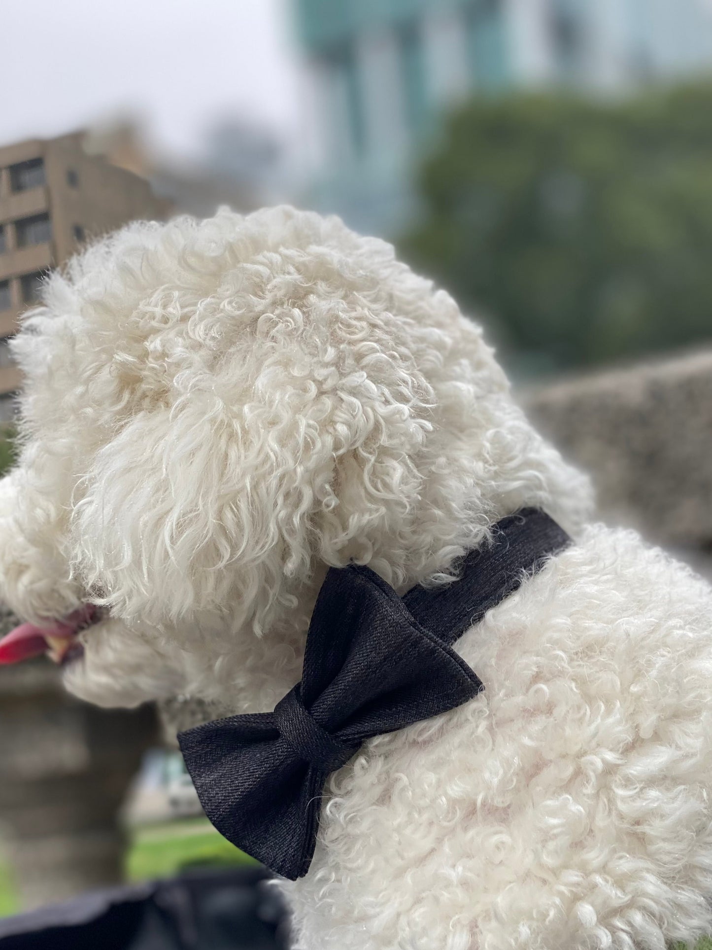 Dog Bowtie and Collar Set-BLACK SUIT