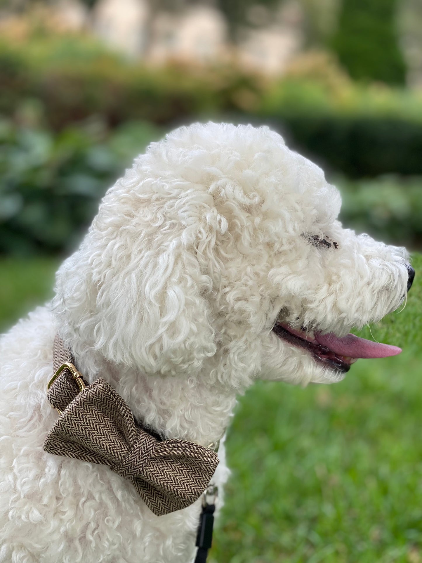 Dog Bowtie and Collar Set-Light Brown Suit