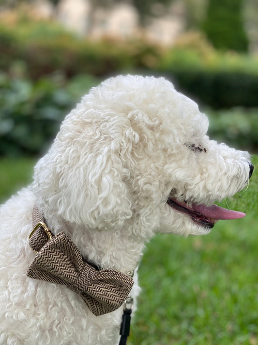 Dog Bowtie and Collar Set-Light Brown Suit