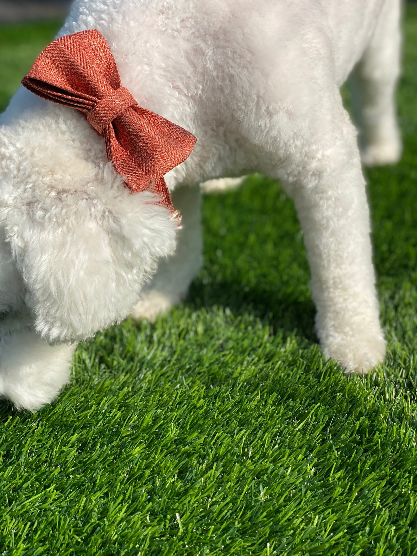 Dog Bowtie & Collar Set-The Orange Suit