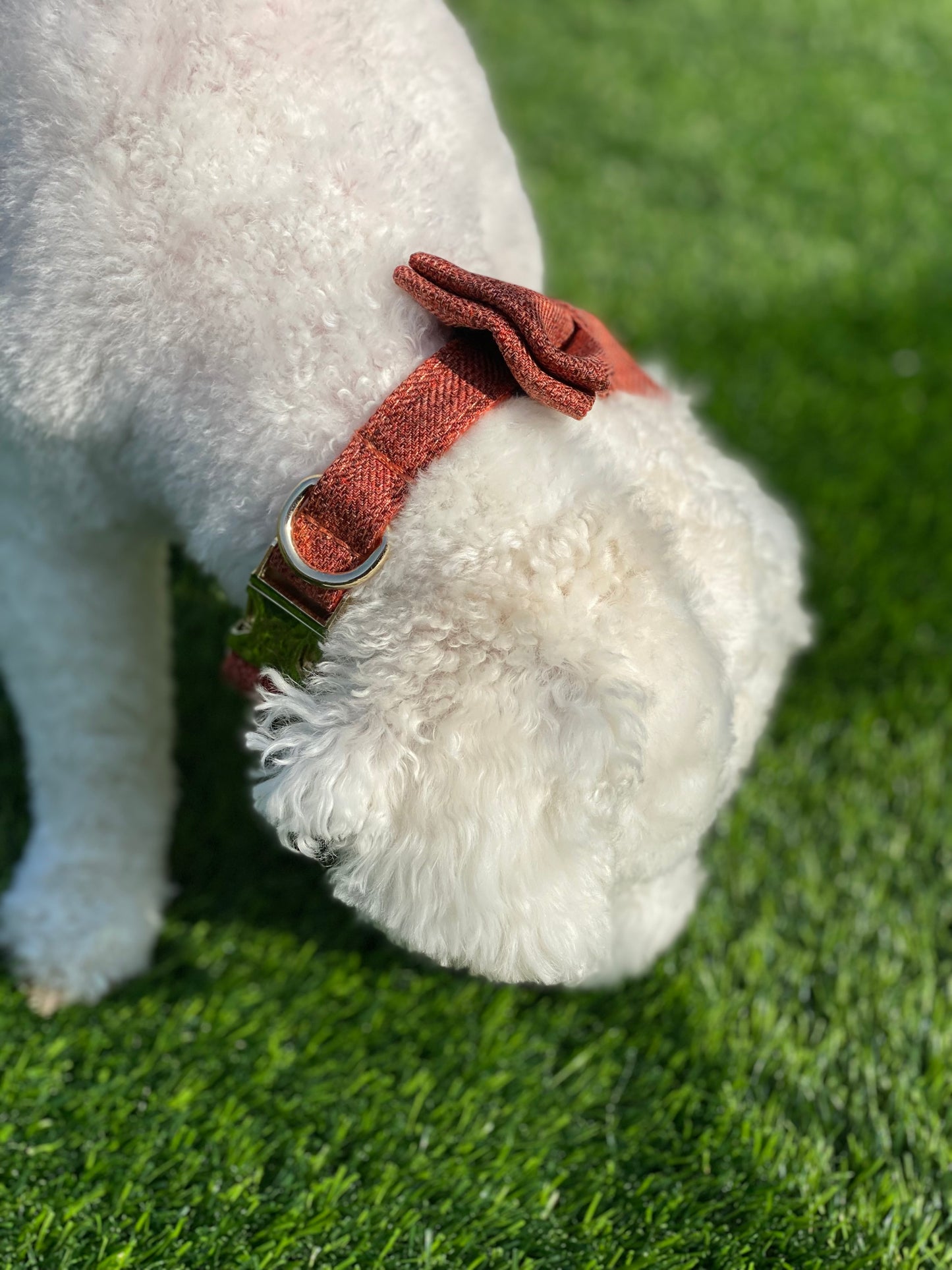 Dog Bowtie & Collar Set-The Orange Suit