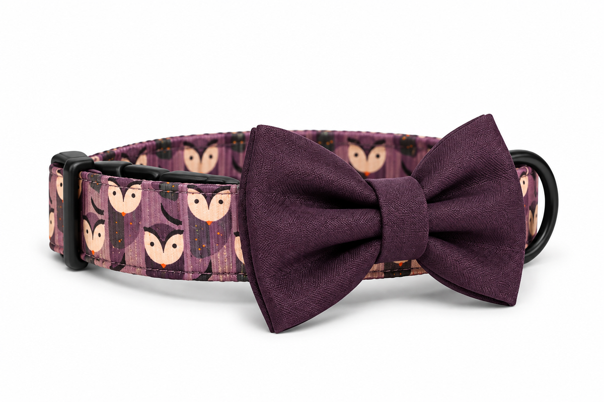 Focused Owl Halloween Dog Collar