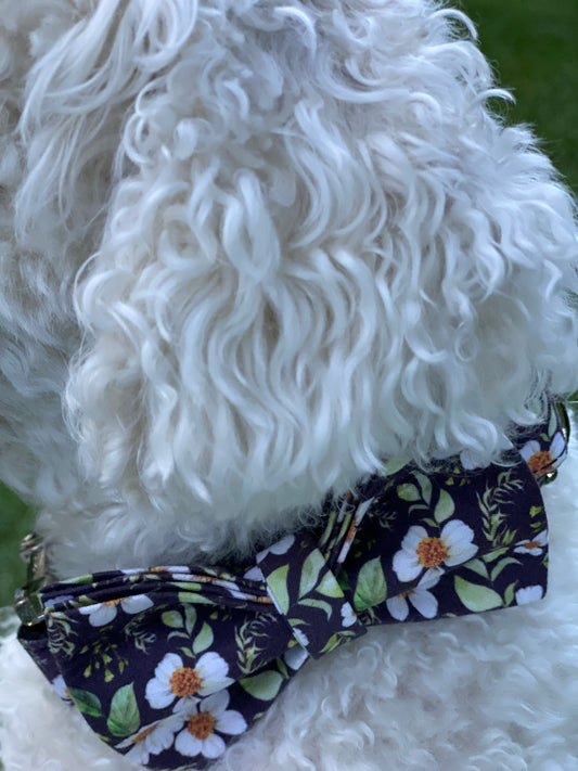 Dog Bowtie and Collar Set-The Chrysantheumum