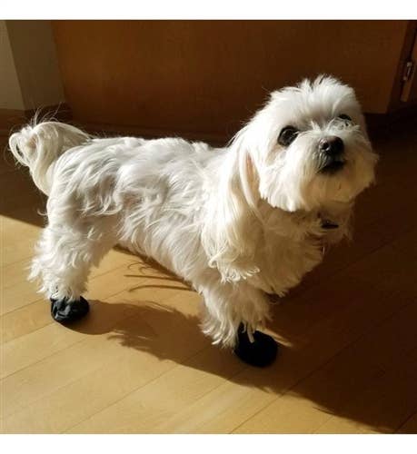 Soft Sole Waterproof Dog Booties