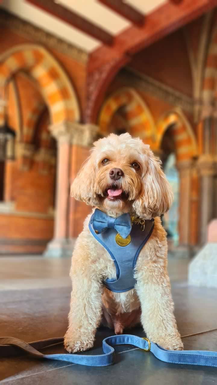 Petrol Velvet Harness